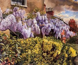 Wisteria. Cookham.