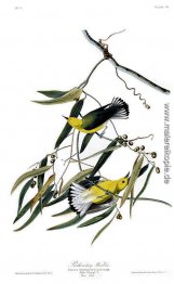 Platte 3 Prothonotary-Trällerer