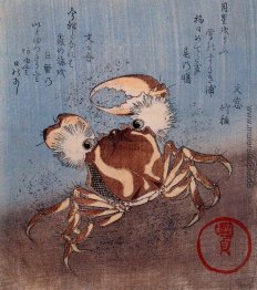 Eine Krabbe auf der Küste Eine Krabbe auf der Küste