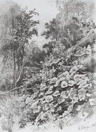 Huflattich Huflattich