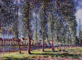 Lane von Pappeln am Moret