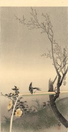 Schwarzkehlchen Schwarzkehlchen