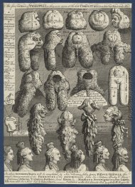 Die fünf Säulenordnungen Perriwigs Die fünf Säulenordnungen Perriwigs