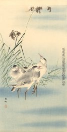 Wasserläufer Wasserläufer