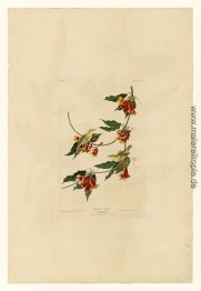 Platte 65 Rathbone Warbler