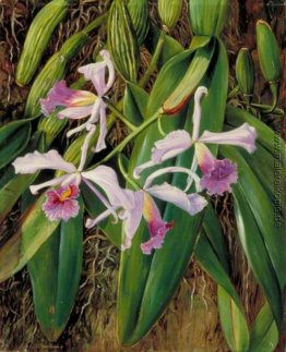 Rosa Orchideen-