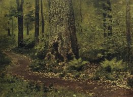Fußweg in einem Wald. Farne.