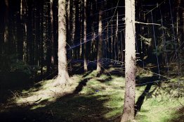 Ephemere Netting (Deia Wald)