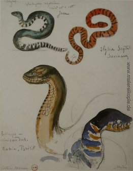 Vier Studien von Schlangen