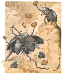 Slagsmaal Mellem Um Skarnbasser