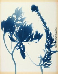 Echium nervosum Echium nervosum