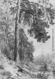 Forest River. Siverskaya Forest River. Siverskaya