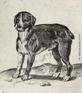 Hund