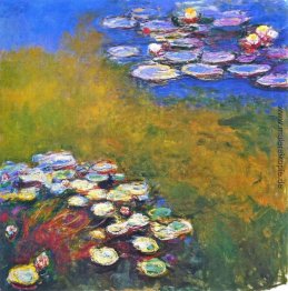 Wasserlilien Wasserlilien