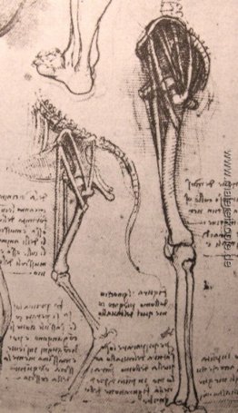 Zeichnung der vergleichenden Anatomie der Beine eines Mannes und