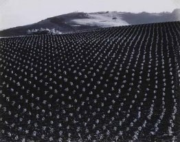 Tomato Feld