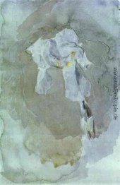 Weiße Iris Weiße Iris