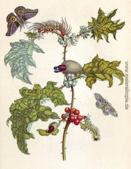 von Metamorphosis insectorum Surinamensium