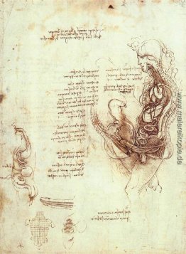 Studien des Geschlechtsaktes und männliche Geschlechtsorgan
