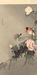 Schwarzkehlchen und blühenden Blume Schwarzkehlchen und blühenden Blume