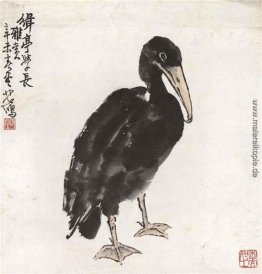 Kormoran