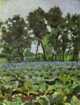 Kohlfeld mit Willows
