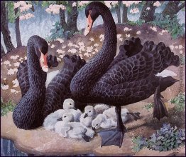 Black Swan Familie