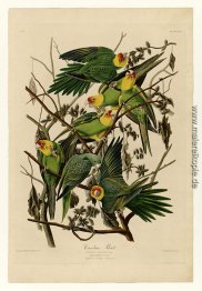 Platte 26 Carolina-Papagei