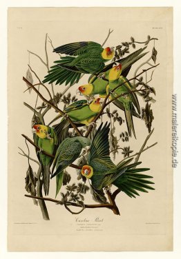 Platte 26 Carolina-Papagei