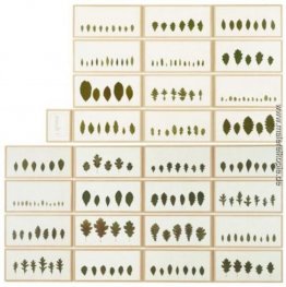 Quercus