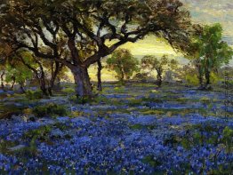 Old Live Oak Tree und Bluebonnets auf die West Texas Military Pa