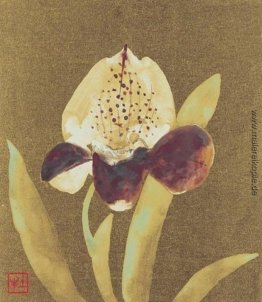 Orchidee
