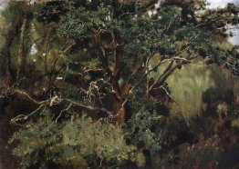 Akhtyrsky Eichen
