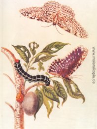 Metamorphose eines Schmetterlings