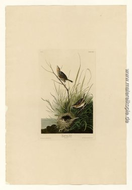 Platte 149 Sharp-tailed Finch