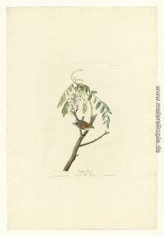 Platte 104 Chipping Sparrow Platte 104 Chipping Sparrow