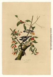 Platte 112 Dunenspecht Platte 112 Dunenspecht