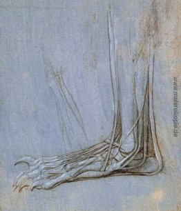 Die Anatomie des Fußes