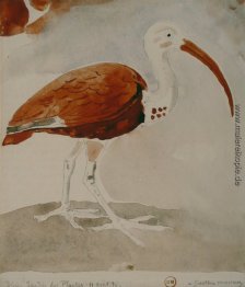 Ibis Ibis