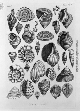 Verschiedene Muscheln aus dem wirklichen gemacht