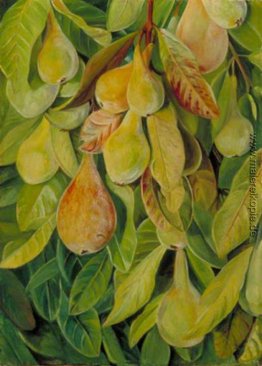 Cabazina Pears, Brasilien