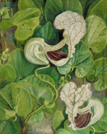 Fleisch fressende Blumen