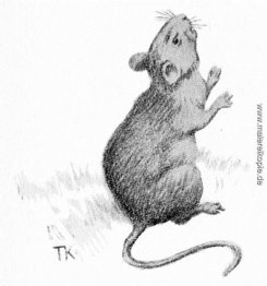 Maus Maus
