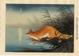 Fox im Schilf