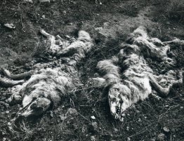 Coyotes