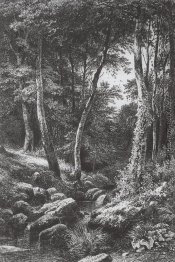 Forest Stream Forest Stream