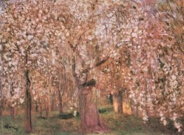 Kirschbaum blüht