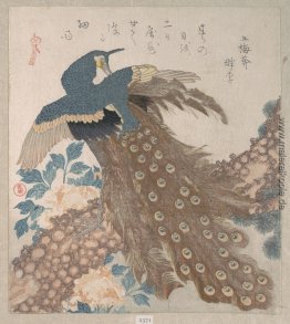 Peacock auf der Pine Tree