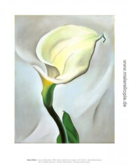 Calla-Lilie, abgewandt