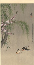 Zwei Scheunen-Schwalben im Flug, Weidenzweig und blühende Kirsch Zwei Scheunen-Schwalben im Flug, Weidenzweig und blühende Kirsch